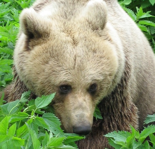 Karu Karoliina Elistvere loomapargist. Foto: Taavi Tamtik