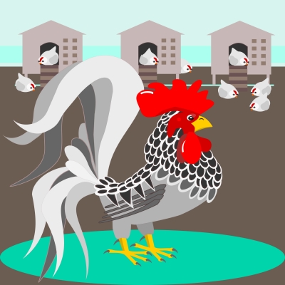 "Grey Rooster With Nest". Image: debspoons/FreeDigitalPhotos.net