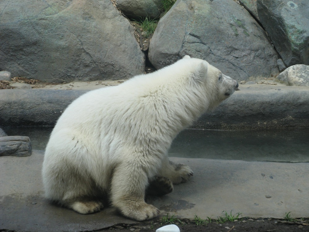 Toronto Zoo elaniku jääkarubeebi nimeks sai Hudson, mis sobiks ka kenasti poisslapsele nimeks.Loomaaial on jääkaru, eestlastel on jõekaru-Jõekääru suvekodu maskott. Foto: Eda Oja