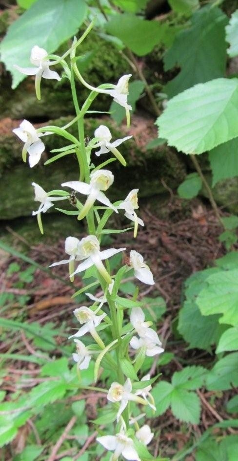 Ööviiul, öökuninganna ehk kahelehine käokeel (Lesser butterfly orchid) oma väljavalitud niisket ja jahedat Lääne-Eesti keskkonda nautimas. Nüüdseks on see looduskaitse all olev valge orhidee vaasis; kingitus lapselt, kes tahtis teha emale rõõmu lillega, mis tema suurt imetlust ja tähelepanu oli pälvinud. Miks siis lõi ema nopitud õisikut nähes käed ahastades pea peale? Sellele järgnes pikk ja põhjalik selgitusjutt. Võibolla on ema liialt palju muinasjutte lugenud, jäädes uskuma, et kuningannat ei murta tagajärgedeta... Foto: Riina Kindlam