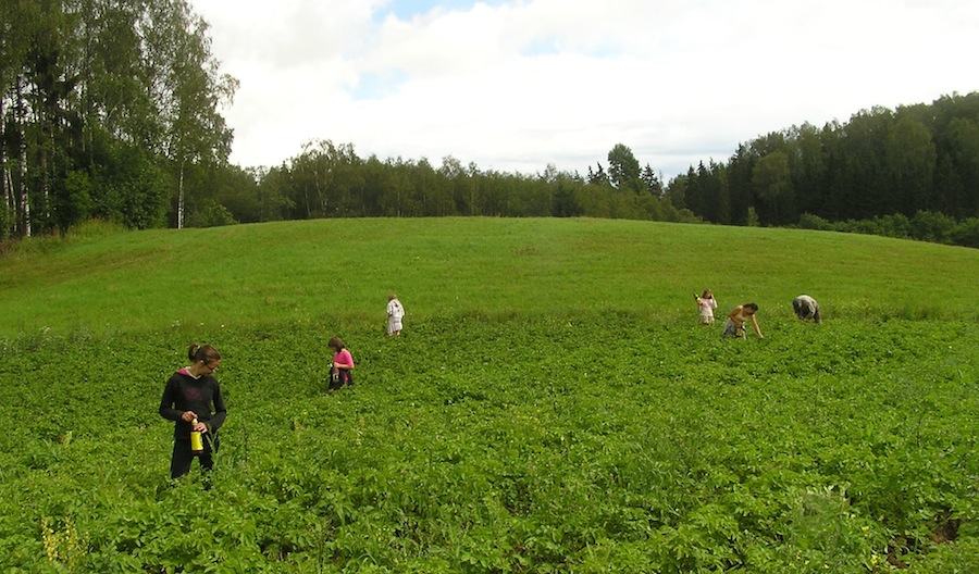 Kartulimardikaid korjamas. Foto: Viido Polikarpus