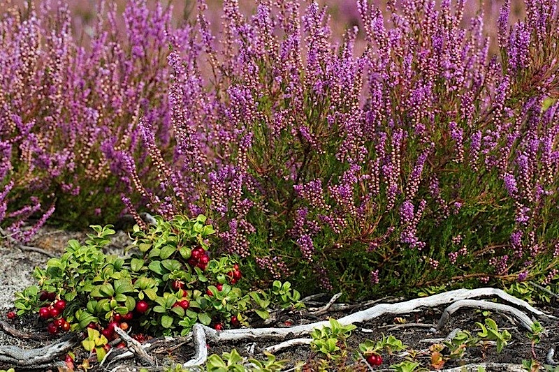 Septembril ehk mihklikuul on ka eestipärasemad nimed pohla- ja kanarbikukuu. (Sügiskuu ka muidugi, sest sügis algab 22.09.) Kuid üritades rõhutada jätkuvat suvejõudu, juhiks tähelepanu kuule ühtlasti nime andvatele punastele pohladele (lingonberries) ja lillale kanarbikule (heather), mis kasvavad pildil koos Nõva Veskijärve ääres. Seal, kus mets põles neli aastat tagasi maha, on nüüd uue taimse eluga pilkupüüdev PÕLENDIK, tore eestikeelne sõna, mille jaoks muud ingliskeelset vastet ei leia, kui wildfire burn site. Foto: Heiko Kruusi, kelle fotoblogi on internetis aadressil: vanameister.blogspot.com