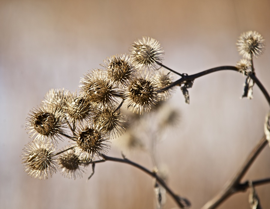 Thorns in winter - Photo by Peeter Põldre