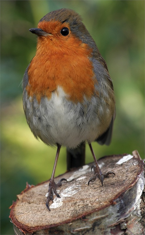 See lind on musträstast hapram ja väiksem ning eelistab inimasustustele võsastikke ja kuusetihnikuid. Tema puhul on tegu originaal EUROPEAN ROBIN'iga, kelle järgi Põhja-Ameerika punarind oma nime saigi. Punarind ongi selle linnu eestikeelne nimi ning ta on Ühendatud Kuningriigi ebaametlik rahvuslind. Temagi laul on pesitsusajal võimas ja kuna tihti jätkub öösel, aetakse teda vahel ööbikuga segi. Foto: Wikimedia Commons