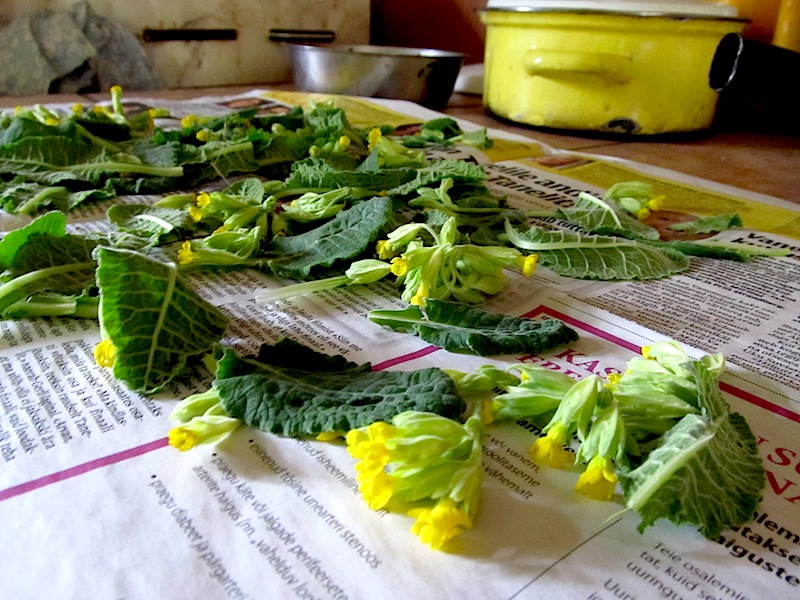 Plants have barely begun to peek out of the ground and Estonians are already busy harvesting. Birches were tapped for sap (KASE/MAHL) and now cowslips, Primula veris or NURME/NUKUD are the first flowering plants to be picked; either fresh for salads or to be dried for tea. The name cowslip alludes to the plant's tendency to grow amongst cow patties (LEHMA/KOOGID) in pastures. The Estonian name NURME/NUKK is considerably more romantic, meaning "doll of the field / grassland". I wouldn't dream of pick these scarce, seemingly sacred flowers at our Kotkajärve cottage, but since they abound in the Estonian countryside, tossing them up in a salad doesn't serve up feelings of guilt. Photo: Riina Kindlam