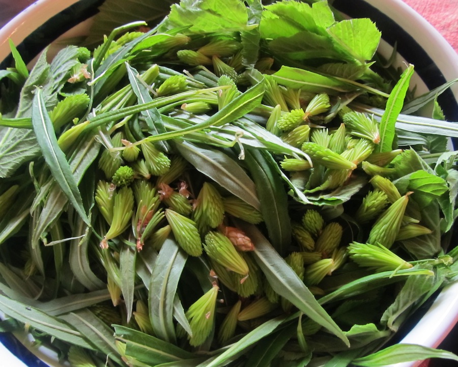 Esimest korda elus proovisin põdrakanepi (FIREWEED) noorte lehtede salatit, naadi (GROUND ELDER) ja kuusevõrsetega. Peale kallati kaste, mis koosnes meest, sidrunimahlast ja oliiviõlist. Pildilolevale lisandusid põdrakanepi noored kiirkeedetud varred (Eesti oma spargel) ja tatrapasta kohaliku naadi- ja võilillepesto kastmes. Seda kõike valmistas Toompeal lastekohvikus Koogel Moogel töötav kokk. Alul veidi võõrastav, aga võrratult maitsev elujõusalat! Foto: Riina Kindlam