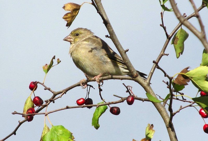 ROHEVINT (European greenfinch) - foto: Riina Kindlam