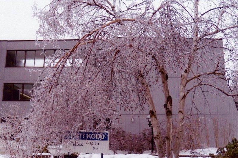 Kask Eesti Kodu õuel, mille istutas Alexander Haavaniit 30 aastat tagasi. Jäätorm on vist surmanud selle kauni kase. Foto: V. Libe
