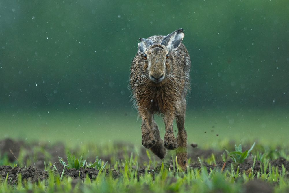 Jänes - Foto: Jarek Jõepera