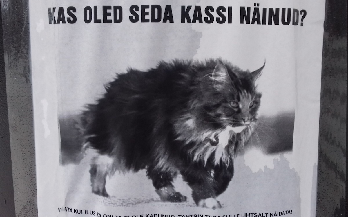 "Have you seen this cat?" And the small print: Vaata, kui ilus ta on! Ta ei ole kadunud, tahtsin teda sulle lihtsalt näidata! "Look at how beautiful s/he is! S/he is not lost, I simply wanted to show you how beautiful s/he is!" It definitely made me look - photo by Riina Kindlam-2017