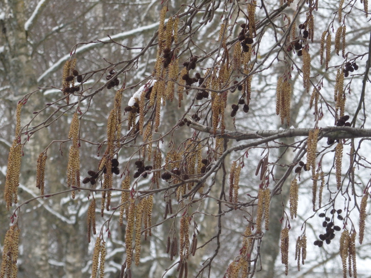 Catkins (urvad) AND “cones” (käbid)?! Indeed. It’s a LEPP. Also known as an alder. Photo: Riina Kindlam (2017)