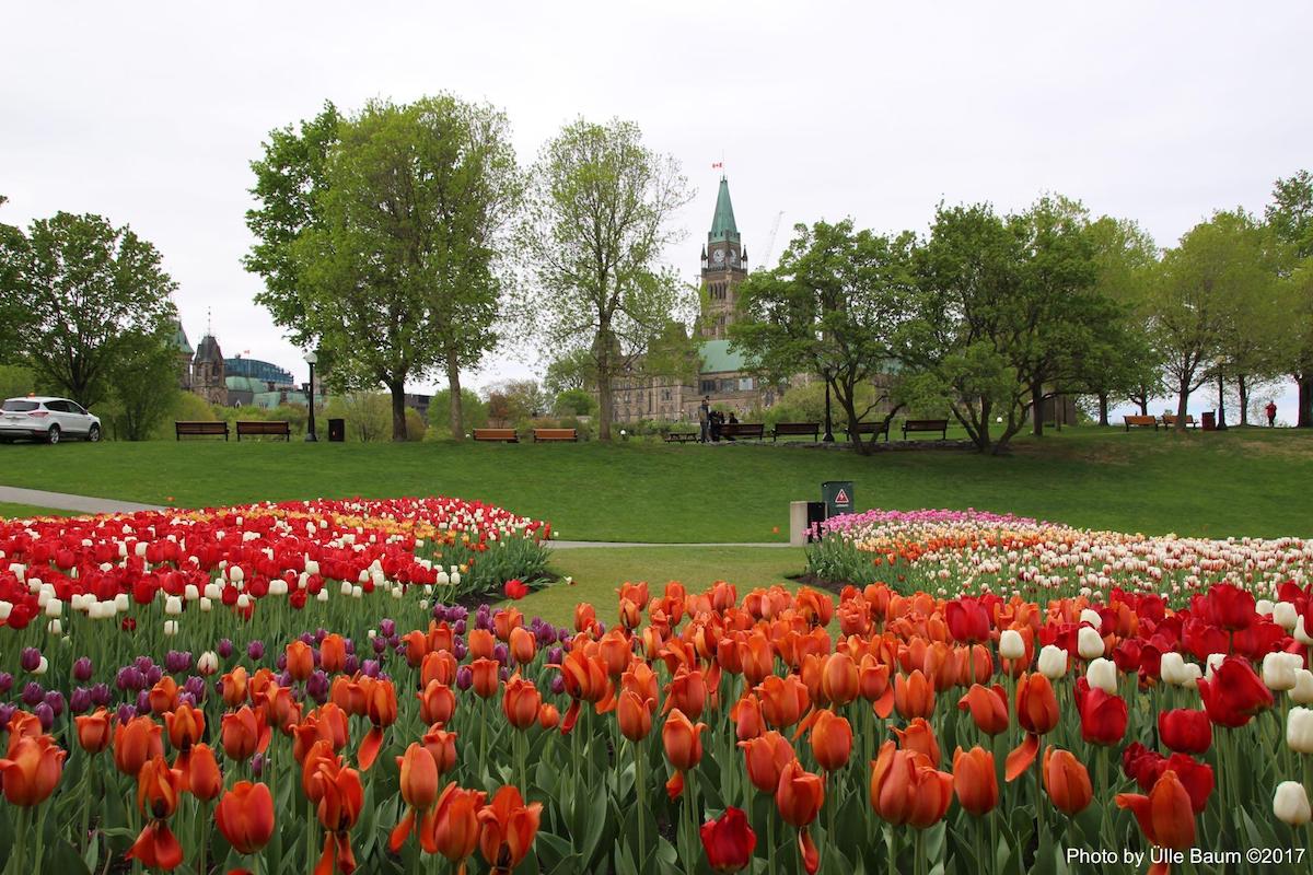 Miljon tulpi õitseb maailma suurimal Canadian Tulip Festivalil, mis toimub igal aastal  Ottawas. Kauguses Kanada parlament. Foto: Ülle Baum ©2017