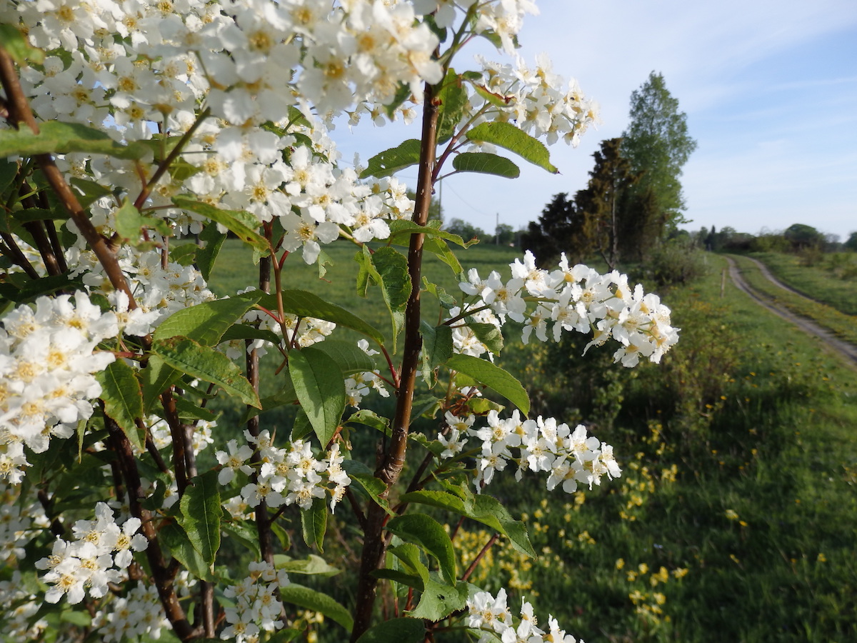 The first of the much anticipated, life-affirming and life-altering spring floral trinity to appear in Eesti is the toomingas aka toome/puu. A very revered, much sung and written about shrub to tree (8-16 m tall), it is a species of wild cherry, native to northern Europe and n. Asia, south of the Arctic Circle. Its English names are bird cherry, hackberry and Mayday tree (Prunus padus) and although it’s sold as an ornamental plant in North America, it’s not the star it is in Europe. I never knew what all the fuss was about or even what it was when I still lived in Toronto. Photo: Riina Kindlam (2017)