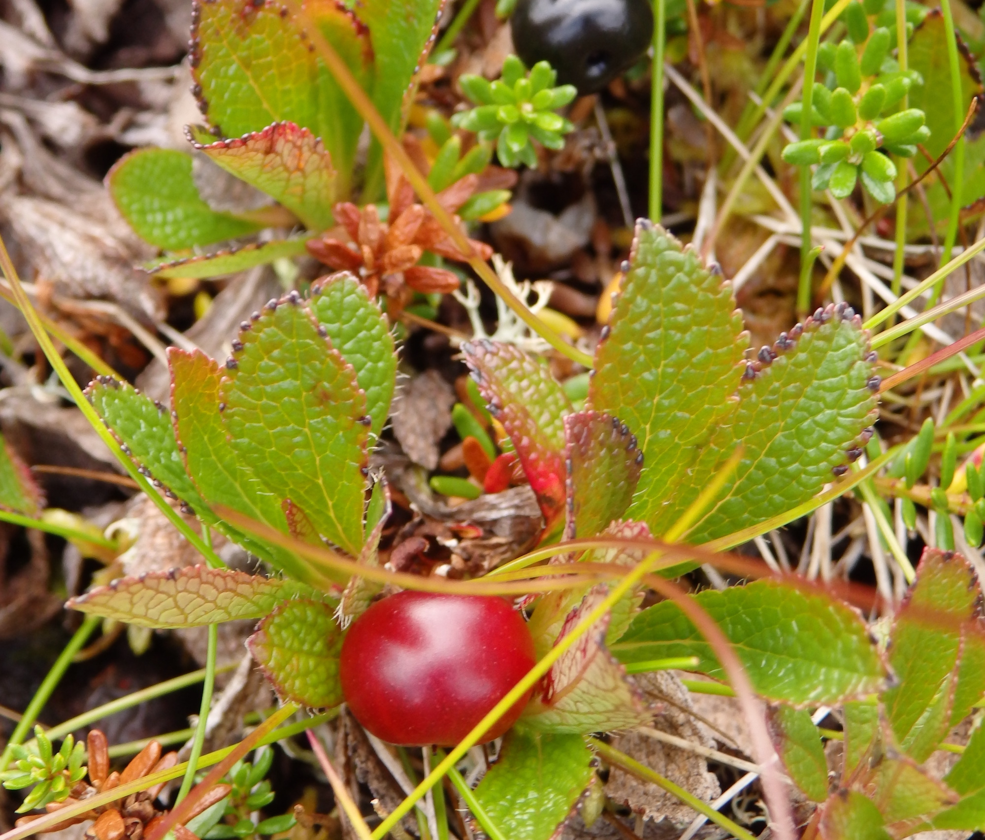 Neid marju jäädvustati mäenõlval Lofoteni saarestikus Põhja-Norras, aga nende sama välimusega lähisugulased kasvavad ka Eestis. Ülal on KUKEMARI (<i>crowberry</i>), eesti keeles ka kikkamari, kukesilmad, varesmarjad, linnusilmad, mille lehed  meenutavad okkaid, nagu oleks ülimadal kadakas. Tundraaladel võib sageli näha terveid kukemarjavälju ning karud söövad neid meeletutes kogustes. Kukemarja all on LEESIKAS (<i>bearberry</i>, antud juhul <i>arctic bearberry</i>), ka eesti keeles karumari, jahumari (karu on üks väheseid loomi, kes sööb leesika jahuse maitsega marju) ning ka seapohl ja tuhkpohl. Fotol, mis võetud augusti keskel, on selle soonelised nahkjad lehed alles rohelised ja marjad punased, nüüdseks on lehed muutunud erepunasteks ja marjad mustadeks. Tänu nendele on põhjamaade mäeküljed imeliselt kirjud. Foto: Riina Kindlam (2017)