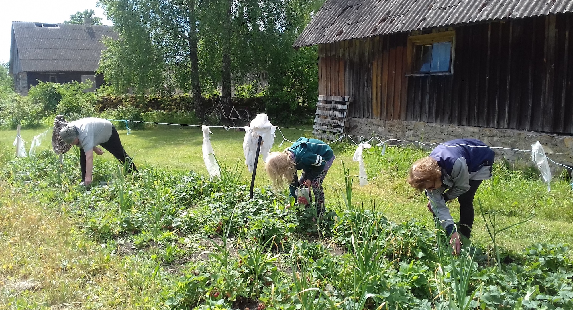 Maasikate korjamine mitme põlvkonna osalusel ja justkui Ernst Idla ühisliikumisest inspireerituna Laatsi talus, endise Karja kihelkonna mail Saaremaal. Maasikad ja küüslauk, kaks head saaki, on siin istutatud vaheldumisi; see hoiab kahjurid marjadest eemal. Näha on ka linde peletavaid linte ja kilest tonte hernehirmutiste killast. Hetkel on sirutusjärg pere i-lõpuliste loodusnimedega naiste käes; vasakult: Pilvi, Suvi Mari, Helgi. Foto: Riina Kindlam (2018)