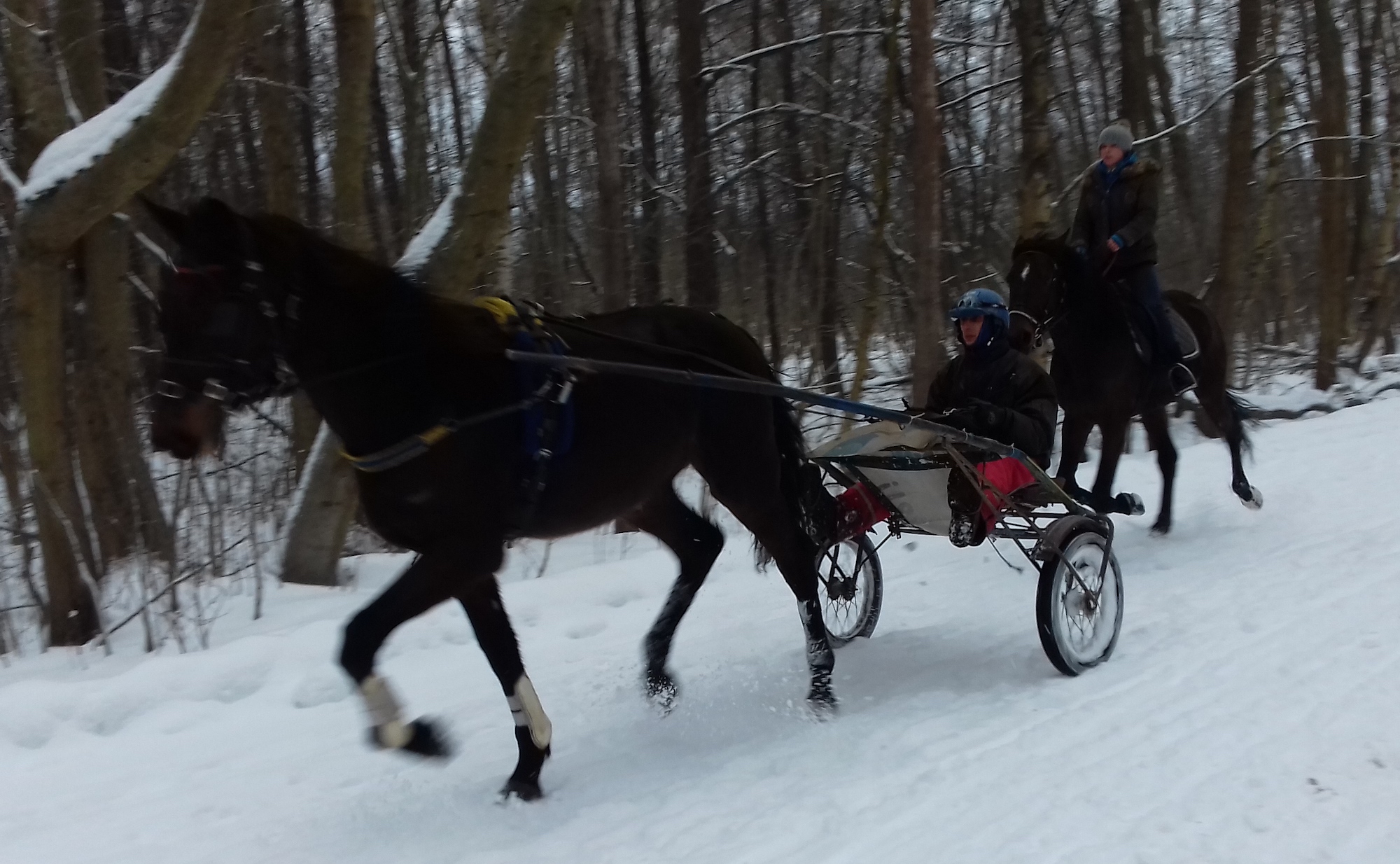 Kui paned suusad alla ja asud liuglema kodumetsa lumistele radadele, ootad näha tihaseid, põnevaid koeratõuge või sõbralikku talisportlast, ent mitte.... suksusid! Foto: Riina Kindlam (2019)