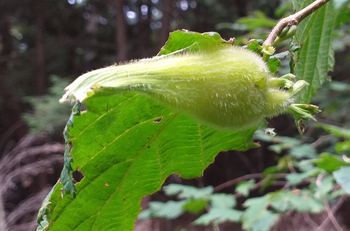 Eesti metsa- ehk sarapuupähklitel sellist nokka küll pole! Mõni päev pärast avastust, Algonquin Pargi looduskeskust külastades, tutvustati sealgi liiki nimega Beaked hazel(nut), noisetier à long bec – eriti toreda prantsuskeelse nimega „pika nokaga pähkel“, Corylus cornuta. Enamus olid üksikud, aga mõned ka kaksikpähklid ning puudeteatmik näitas, et on ka n-ö „kolmjala“ (või siis kolmnoka) variant, sarnanedes müstilise sümboliga, mis Karja kiriku laemaalingutel kujutatud. Augustis olid pähklid veel toored ja kui septembris läksin uuesti väikepuukest külastama, ei leidnud ainsamatki pähklit! Oravatel ja vöötoravatel oli suur lõikuspidu juba peetud. Foto: Riina Kindlam (2019)