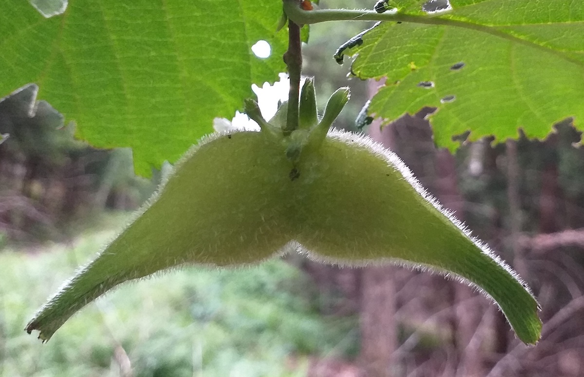 Kaheraudne metsapähklipaar Kotkajärvel. Linnu pea ja noka kuju inspireerib tootemit või maski tegema küll! Foto: Riina Kindlam (2019)