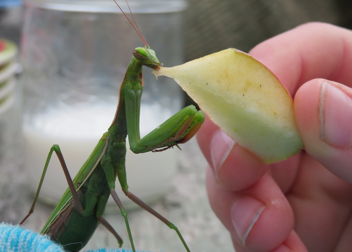 With all of the täis/puhutud (inflated) ämblikud (spiders) out there right now, it's hard to tell what's päris or ehe (real) and what is a prop or decoration (kuliss). This palvetaja aka palvetaja/ritsikas (praying mantis) is very real and very much resembles a tulnukas (alien), some/one or -thing that has tulnud (come) from afar. It is a liha/sööja (carnivore) and either is craving moisture from this piece of apple or is too polite to refuse trying it. We did, after all, invite him/her to our outdoor breakfast table near Lakefield Ontario on 20. oktoober. It was no doubt nearing the end of its elu/ring (life cycle). Foto: Riina Kindlam (2019)