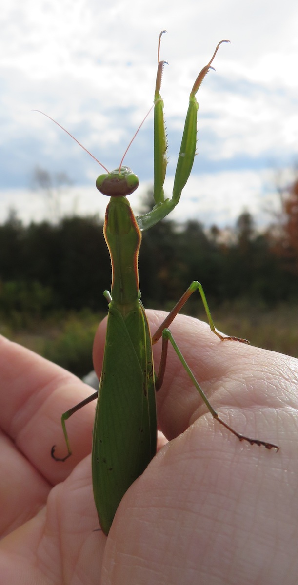 Seeing a palvetaja (praying mantis) can be considered hea õnn (good luck) depending on your culture. Because of its "praying hands", some Christians interpret this putukas (insect) as representing spiritualism or vagadus (piety), and if found in your home, may mean that inglid (angels) are watching over you. Other symbolisms include kannatus (patience), rahu (calm(ness)), intuitsioon, tasa/kaal (balance) and kohal/olek or ärksus (mindfulness). Fear not, they are incredible creatures. What we should fear is climate warming – the reason behind the first mantis being found as far north as Estonia in 2019? Photos: Riina Kindlam (2019)