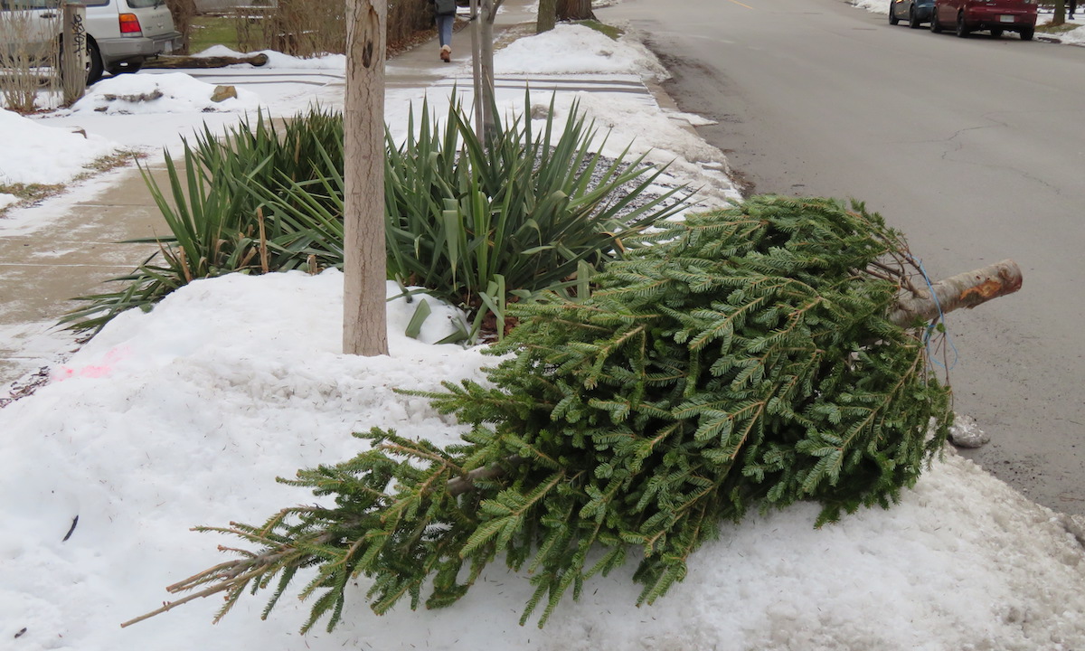 Lõunamaine *yucca*, eestlase argikeeles juka ehk TÄÄKLIILIA on kaks nädalat olnud seltsiks teisele igihaljale (*evergreen*), hoopis kõrgematest laiuskraadidest pärit kuusele, täpsemini balsamnulg. Siit nurgast ja sealt nurgast, Kanada keskpõrandale kokku. Foto: Riina Kindlam (2020)