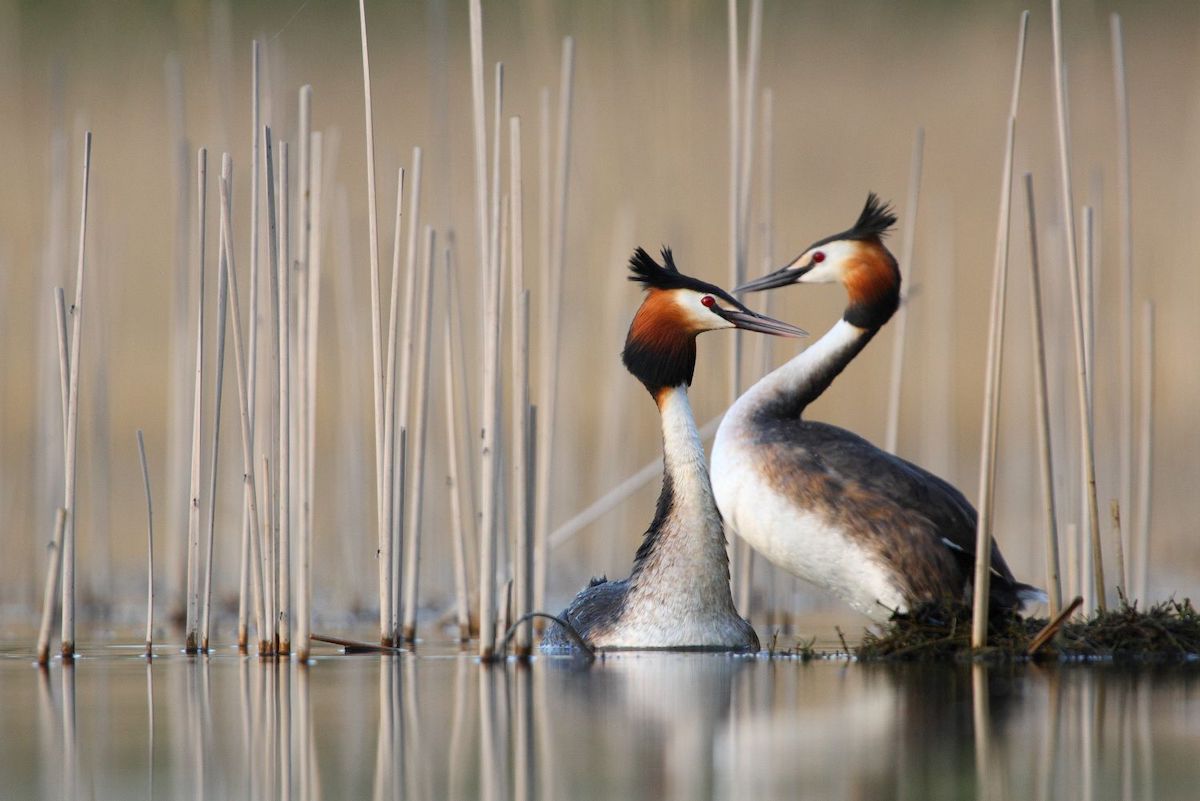 Eesti aasta lind 2020 on tuttpütt, *great crested grebe*. Foto: Remo Savisaar