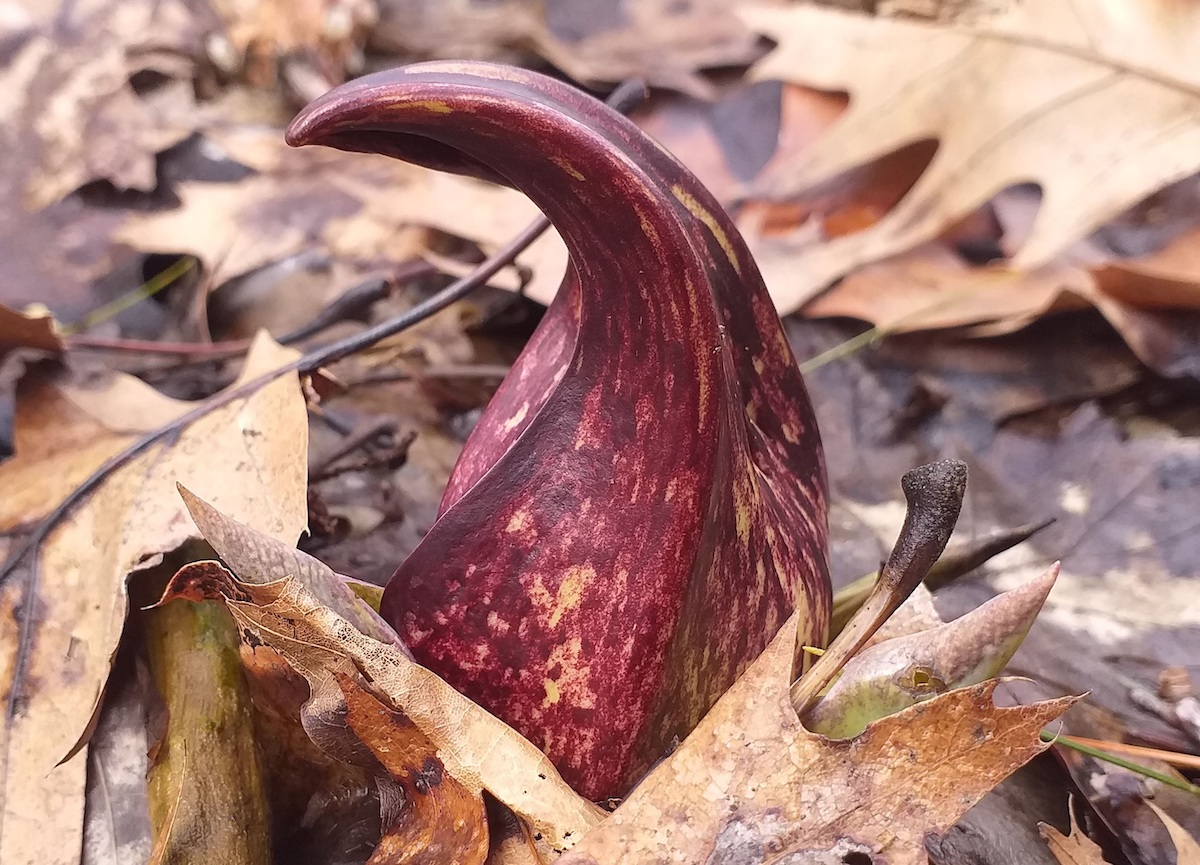 Bordoopunase mütsiga kevadpäkapikk surub maa seest välja lääne-Toronto iidses jõeorus. See on *eastern skunk cabbage*, Symplocarpus foetidus, ka *swamp cabbage*. Niisiis võiks öelda skunksikapsas, skunk-kapsas või vähemtäpselt ent rahvapäraselt TÕHUKAPSAS. Ei haise see päkapikk nagu tõhk, ta on väga nunnu (*cute*), nagu ütlevad eelteismelised tüdrukud. Aga kui murrad õisiku kandelehe (*spathe*), tuleb tuttav hapukas skungilehk. Foto: Riina Kindlam (2020)