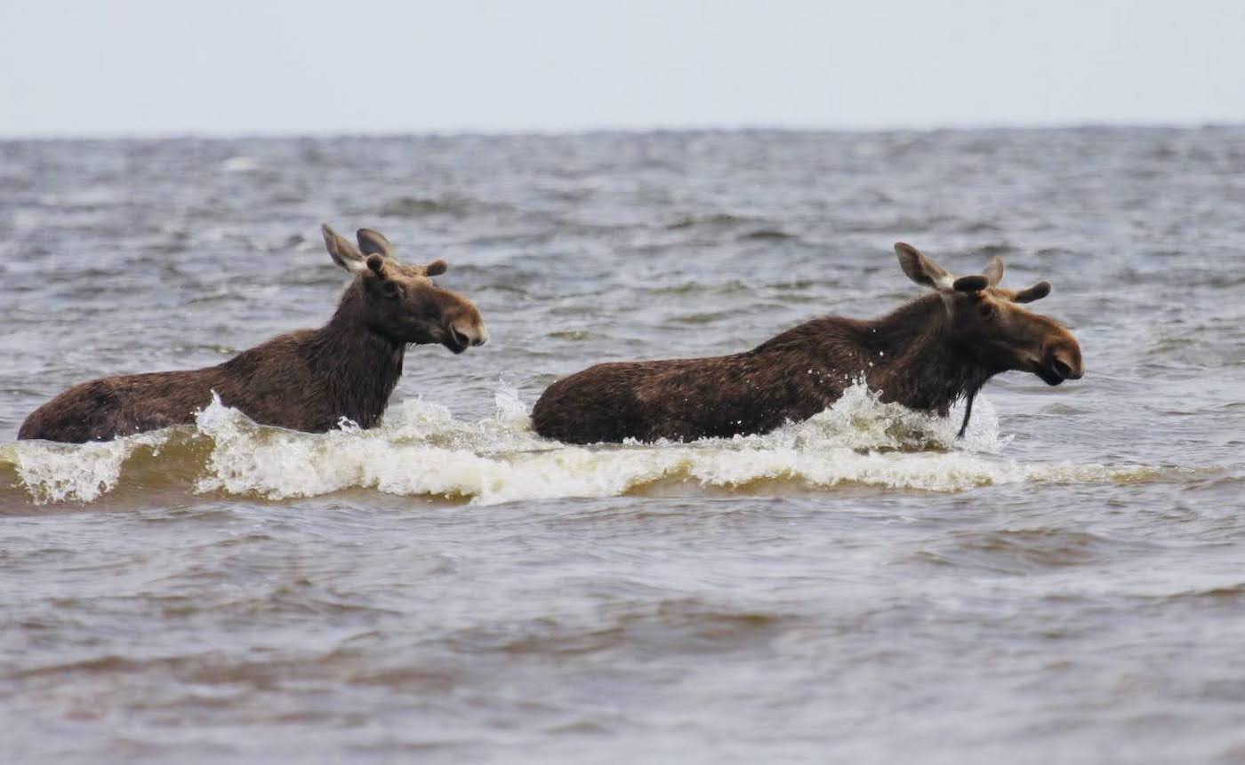 Elades Peipsi veerel ei ole põtrade ega teiste metsloomade: rebaste, kitsede ja jäneste, harvem ka metssigade nägemine haruldane, kuid tavaliselt on siis loodusvaatleja pale pööratud vastassuunda, metsa poole, mis antud paigast asub umbes 800 meetri kaugusel. Foto: Ege Metsandi, Kasepää (2020)