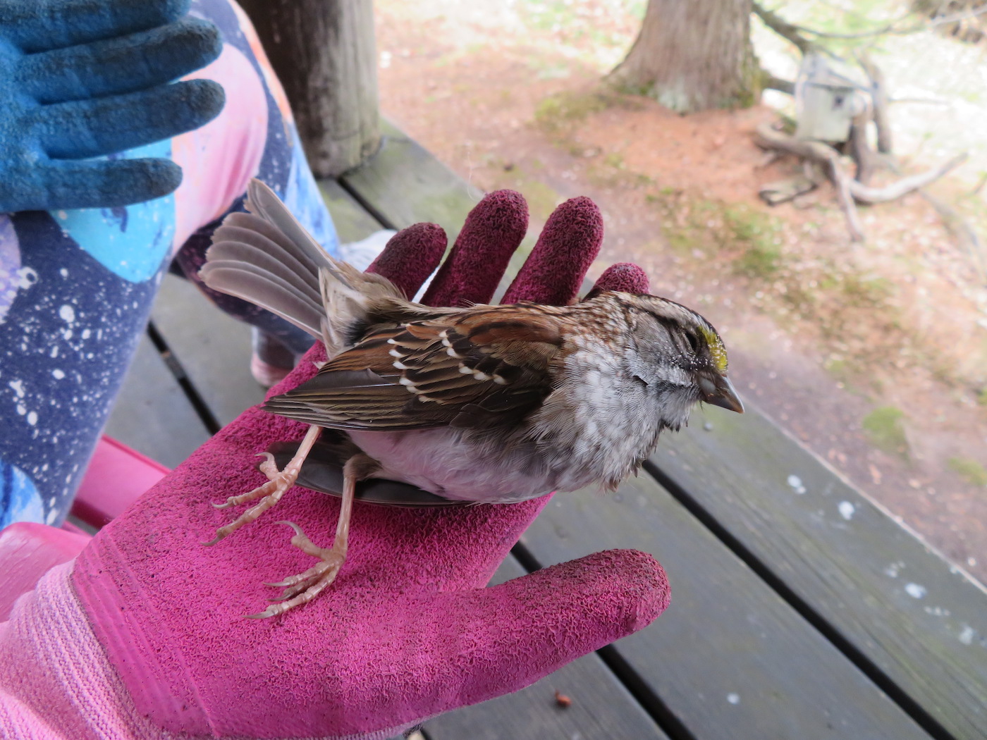 See maikuine leid Kotkajärvel pani meie pere kähku tegutsema. *White-throated sparrow, Zonotrichia albicollis* VALGEKURK-SIDRIK oli lennanud meie suvila rõdupiirde klaasi ja hukkunud. Loodame, et temast ei jäänud maha ootav pesakond. Valgekurk-sidrik laulab tuntud kaunist viisijuppi, mida on tõlgendatud kõlavat kui: „Oh sweet Canada, Canada, Canada“. Ülemaailmsete lindude eestikeelseid nimetusi võib leida andmebaasist https://www.eoy.ee/ET/23/birdnames/. Foto: Riina Kindlam (2020)