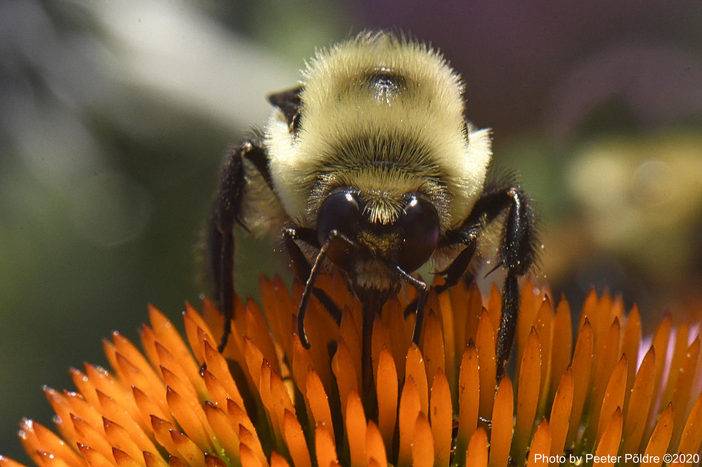 Bumblebee - foto: Peeter Põldre (2020)