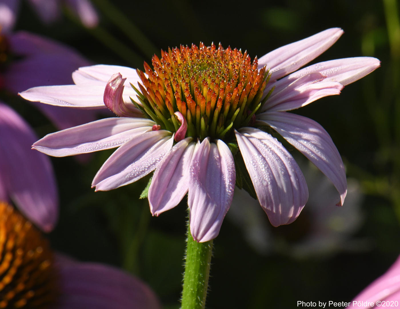 Coneflower - foto: Peeter Põldre (2020)