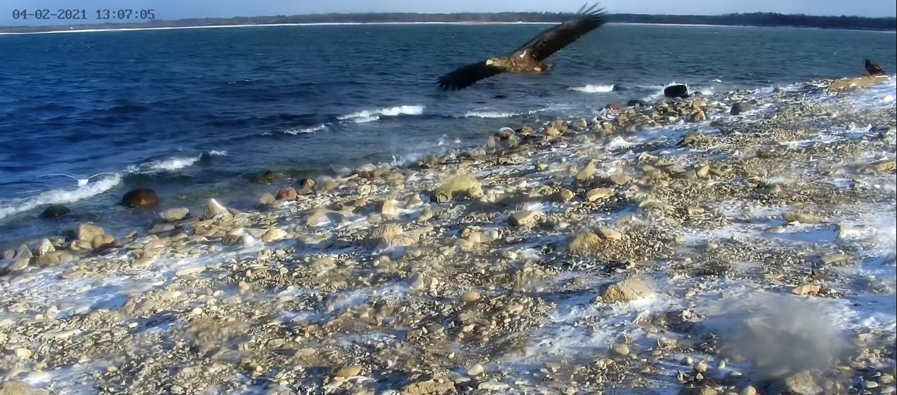 4. veebruaril õnnestus Saaremaa läänerannikul, Vilsandil asuva hülgeseirekaamera (seal monitoring webcam) otsepildi jälgimisel tabada see hetk ehk kuvatõmmis (screenshot). Esialgu hakkas silma kaamera vaatevälja paremas servas kivil istuv suur lind. Mõtlesin, et „küllap ronk või vares,“ aga ei, ikkagi merikotkas ning siis lendas teinegi kaadrisse, nokk päikese käes säramas ja mul käsi värisemas, et teda nõnda tabasin. Siis veel meri lainetas ja mühas. Kord on see rand tühi, kord nähtamatu, sest järjest päevavalgel filmiv ja otseülekannet pakkuv seirekaamera lääts on lund täis tuisanud. Siis on rand sinine. Varsti on rand päikselaiguline, hülgelaiguline, linnutäpiline. Täppe moodustavad kõige enam hangelinnud (snow buntings), sekka ka hallvareseid ja merikotkaid. Ning sellel liikuval pildil, mille vaatlemiseks peab küll varuma kannatlikku meelt, on ka heli.