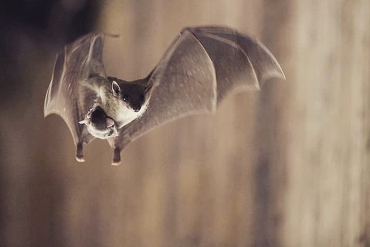 Bat image from @piusacaves Instagram page.