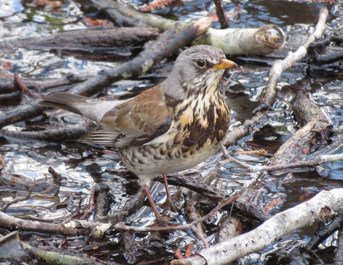 Kas lindu on näha? Beeži-, pruuni- ja hallikirju HALLRÄSTAS (*fieldfare*, Turdus pilaris), rahvapärase nimega ka „kirjurästas“ sulandub imehästi kokku ojasängis valitsevate värvidega. Oma kujult ja suuruselt on ta väga oma ülemere sugulase punarind-rästa (*American robin*) moodi. Hallrästas häälitseb nagu robin. Tema suht raske, kõrtest, okstest, mullast ning saviga vooderdatud pesagi on sarnane. Just neid materjale ta oja äärest nokas maa päeval minema tassis. Foto: Riina Kindlam (2021)