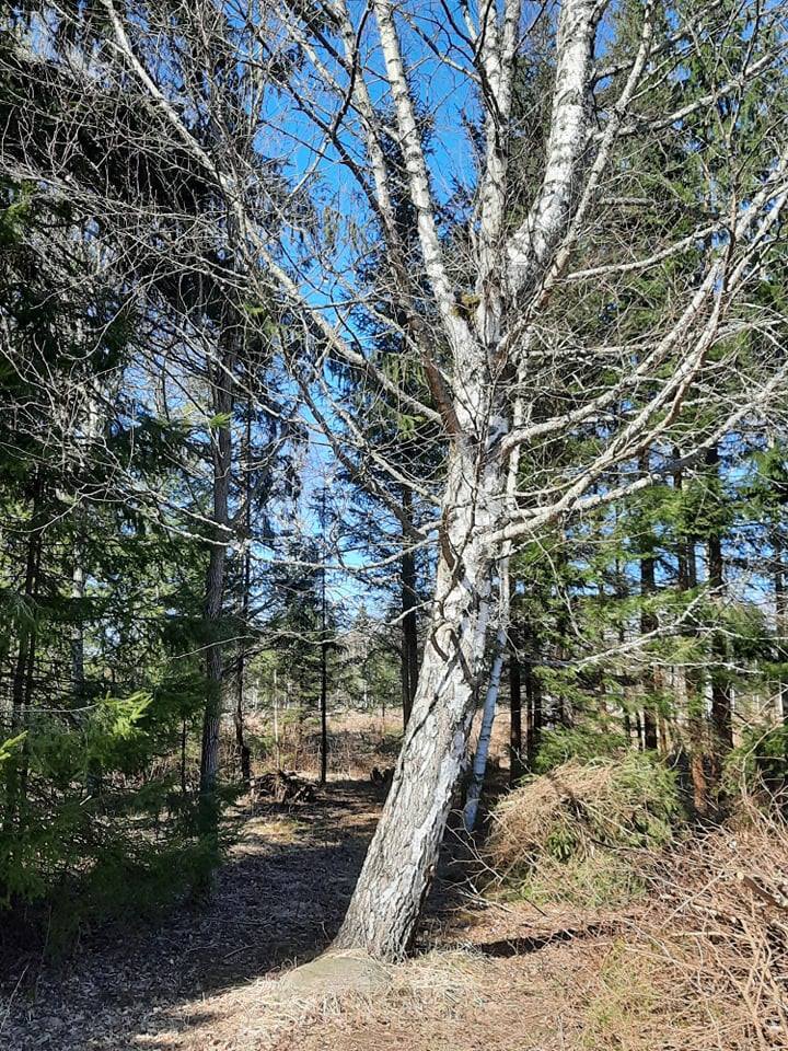 Mihkli *talu* (farm's) old faithful *mahla/kask* (sap birch). Life blood in Estonian is *elu/mahl* ("life juice", sap) and this birch is a *mahla/annetaja*, sap donor. Birch water is believed to cleanse and invigorate the winter-weary body (*puhastab ja kosutab*). Foto: Katrin Mandel