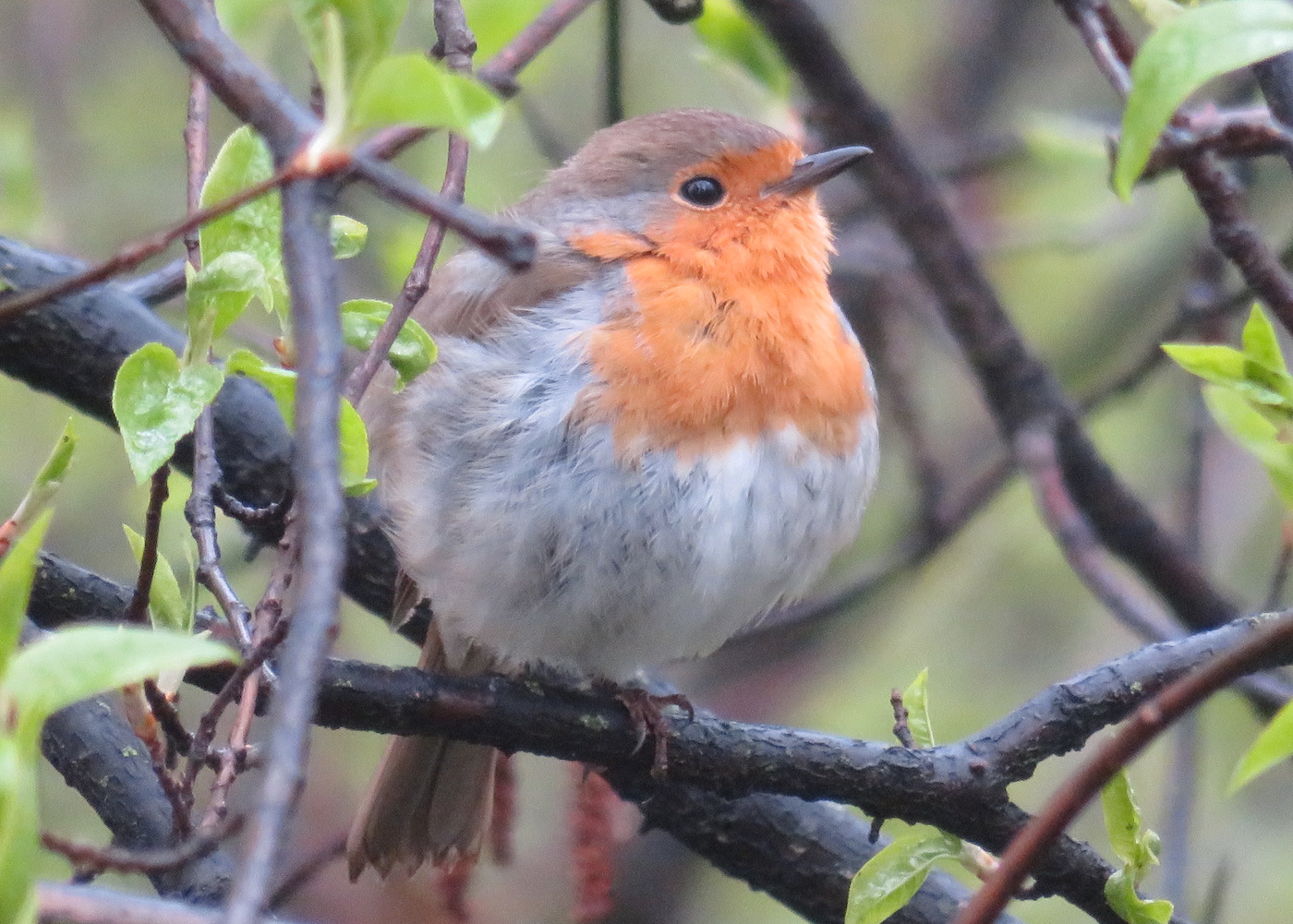 Seda linnukest oli vastupidiselt hallrästale, sealsamas Lepistiku pargis oluliselt kergem märgata punase näolapi ja rinnaesise tõttu. PUNARIND (*European robin (redbreast)*) peaks oma nime poolest olema justkui *American robin*i kaksik, kuid on poole pisem ja hapramast luust kui suuremad rästaslased (*thrushes*). Seepärast ta kuulub ka enamiku maailma linnuteadlaste kohaselt hoopis *old-world flycatcher* (kärbsenäplaste) perre nagu ööbikki. Kärbseid näpib, võsastikke armastab - nagu seda toomingat, kus pikalt ja rahulikult istus, ühele jalale toetudes ja aeg-ajalt väikest viisijuppi justkui endamisi lauldes. Pesa teeb maha, kõdunenud kännu juurte või kivide vahele „või lihtsalt pinnasüvendisse mõne puhma varjus“. Foto: Riina Kindlam (2021)