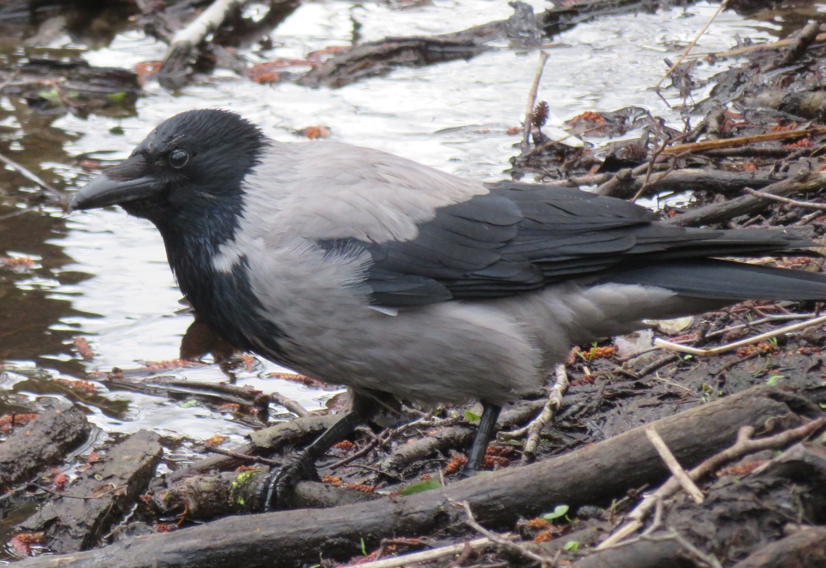 Hallvares toitu otsimas Lepistiku pargi allikatest alguse saanud ojas. Ingliskeelne nimi rõhutab musta kapuutsi olemasolu (*hooded crow*, briti hüüdnimega *hoodie*), mis on ühtlasi veidi timukat meenutav ja seega kurjakuulutav. Meil räägitakse, et tal on hall vest seljas, ka hallivatimeheks kutsutud. Kuigi seda nimetust seostatakse pigem hundiga, kasutatakse igasuguse halli looma puhul. Vatt võib olla nii üleriie, meeste villane või linane hõlmadega pihtkuub või Muhus nt ka varrastel kootud kampsun. Varese tumedat rinnaesist ja tiibu vaadates joonistub hall vest välja küll. Saarlased kutsusid varest ka nonniks. Nonn tähendab ühteaegu nii varest kui ka hallirüülist nunna. Foto: Riina Kindlam (2021)