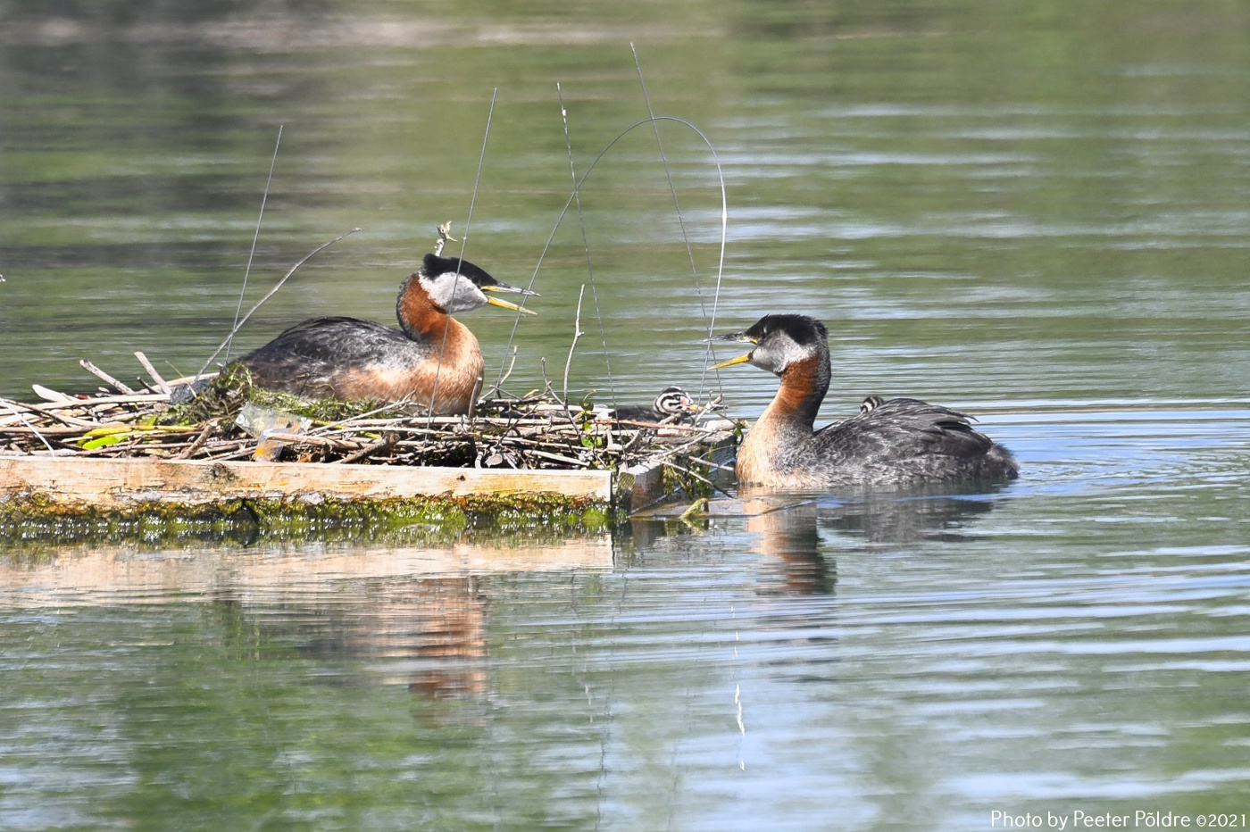 Foto: Peeter Põldre ©2021