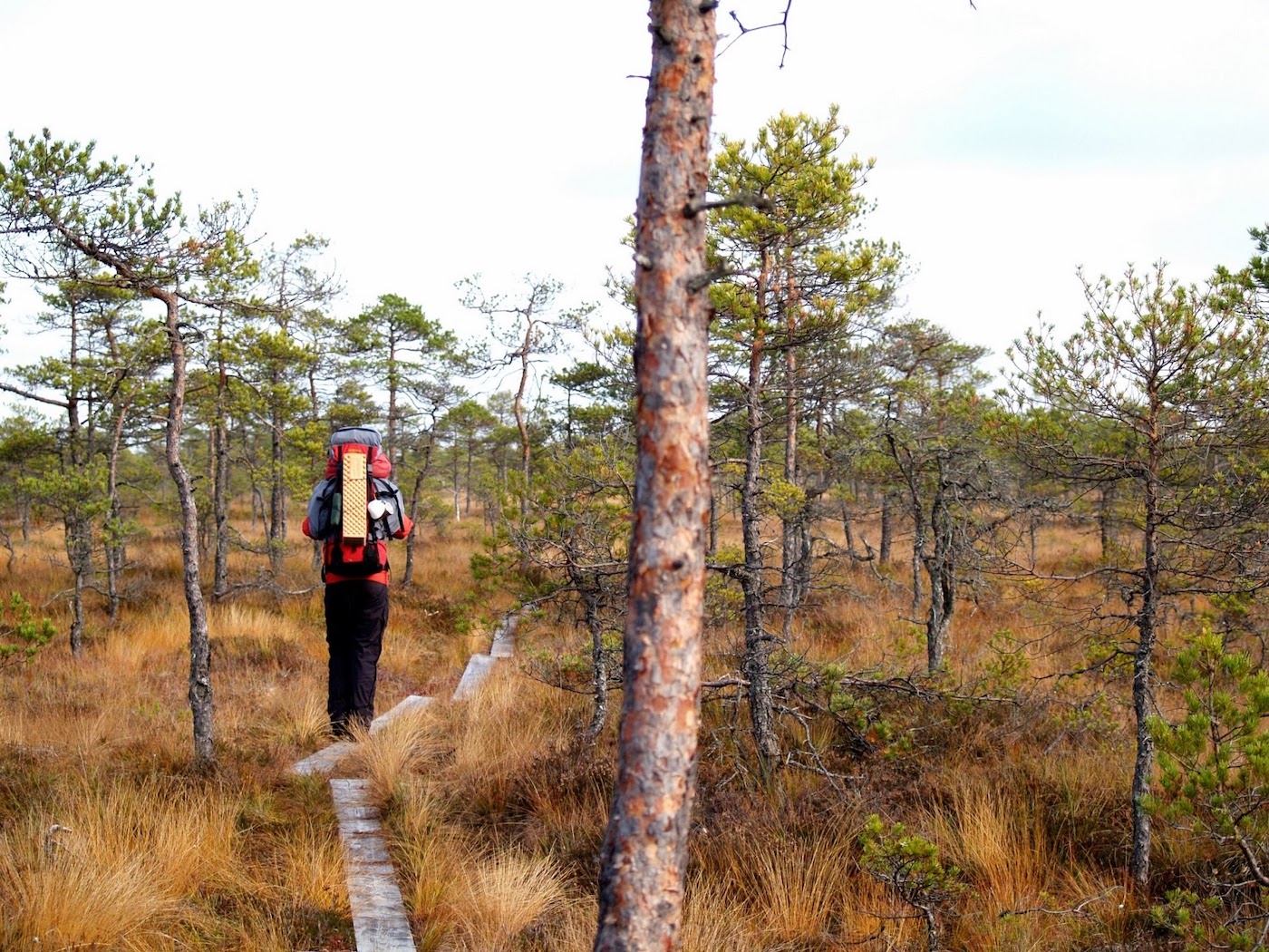 Seli Bog. Photo: loodusegakoos.ee