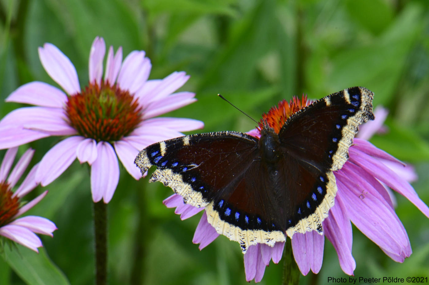 Mourning Cloak on coneflower - Foto: Peeter Põldre (2021)