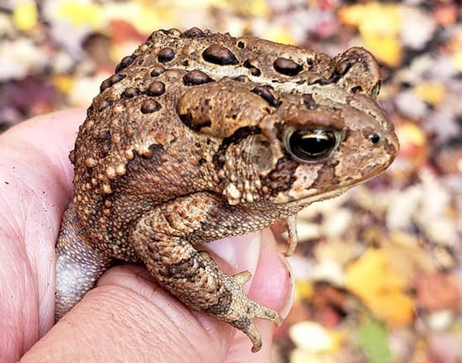 Kärni Ärni. Või Ärni Kärni? KÄRN/KONNasid (toads) olete kindlasti metsa alla hüppamas näinud. Nii tillukesi beebisid kui ka vanu suuri nagu see siinne, ühe Lakefield Ontario algklasside õpetaja käes. Kärn on see, mis tekib, kui sa sääse/muhu veriseks kratsid. Kärnkonn ei „kingi“ sulle oma kärnasid ega mingeid soola/tüükaid (warts), kui sa teda katsud. Küll aga võib ta enese/kaitseks (self-defense) su käe peale pissida! Pese pärast käed ja kõik on korras. See tähtsa näoga kärnkonn fotol tahakski nagu öelda: „Ära pigista mu põit (bladder)!“ „Ja ära mingil juhul mind vee/kogusse viska!“ Ta alustas seal küll elu ja muneb sinna oma mune kevadeti (kui emane), aga muidu tahab olla jalaga kuival maal. Kärnkonnasid on Eestis kaks liiki, üks ilusam kui teine. Foto: Sheila MacLeod Potter