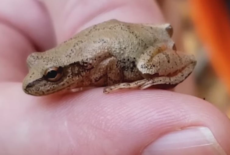 See kaunitar elab ka puu otsas, kus kevadeti väga valjult kooriga piibutab, piniseb või piriseb – oma meelest laulab – Kotkajärvel ja laialdaselt Ida-Kanadas ja -USAs. Spring peeper, Pseudacris crucifer on „koori/konn“ (chorus frog), keda Eestis ei leidu. Selle/pärast ei oska teile praegu ka targemat eesti/keelset nime pakkuda kui koori/laulu armastav lehe/konn! Või kevad/piipar. Kaader videost: Sheila MacLeod Potter