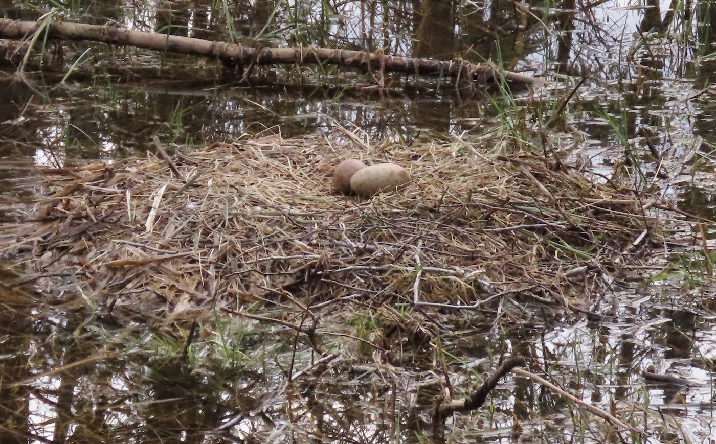 ,,Sookurg (*common crane*) teeb pesa raskesti ligipääsetavale kuivale soomättale, mille ümbrus on lage, et vaenlane oleks kaugelt näha. Sookure pesa on suur: kuni 80 cm läbimõõdus ja 20–30 cm kõrge. Kuid ta pole osav pesa ehitama. Sageli piirdub ta sellega, et vooderdab väheldase lohu maapinnal õhukese kuivade kõrte ja rohu kihiga. Mõnikord kogub ta siiski väheldase okstest või pilliroost hunniku, millesse teeb lohu ning vooderdab selle rohu, kulu ja kõrkjatega. Kurnas on kaks, harva 1 või 3 muna. Muna pikkus on 95–102 mm, läbimõõt 60–62 mm, kaal 150–200 g.“ (Vikipeedia) Foto: Sören Ruutsoo