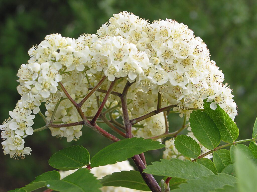 Rowan flowers (photo from tcv.org.uk)