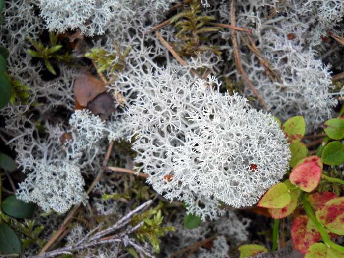 Icelandic moss (photo from ilm.ee)