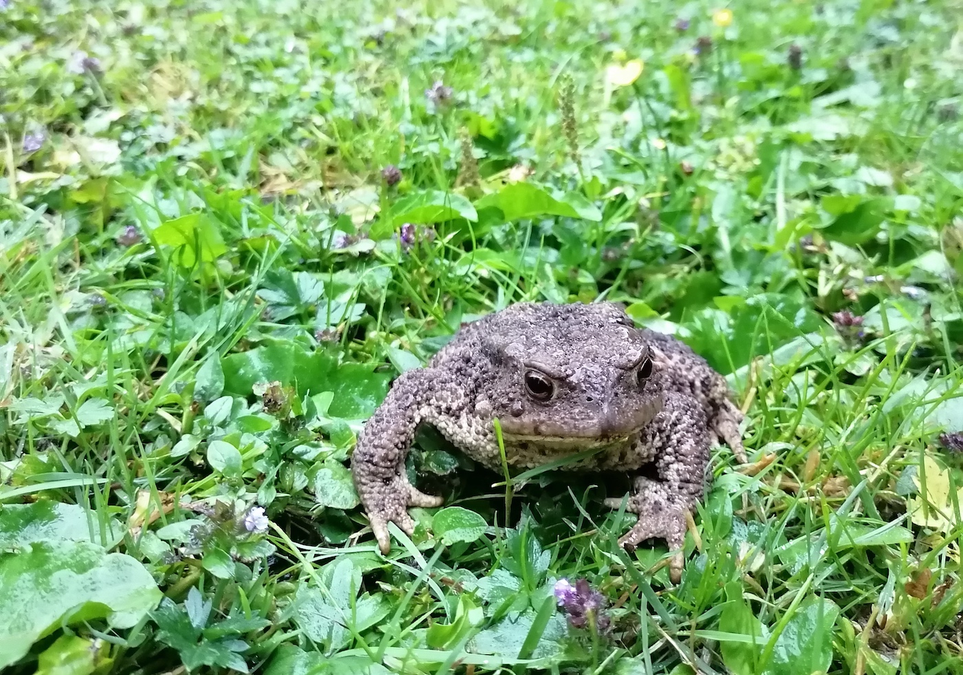 ,,Luba ma LEVItan arvamust – pange telefon varna (ära; konksu otsa rippuma) ja minge hoopis sauna,“ lausus rahulik harilik kärnkonn (Bufo bufo, *common toad*) kuu aja eest Saaremaa südames. Foto: Riina Kindlam