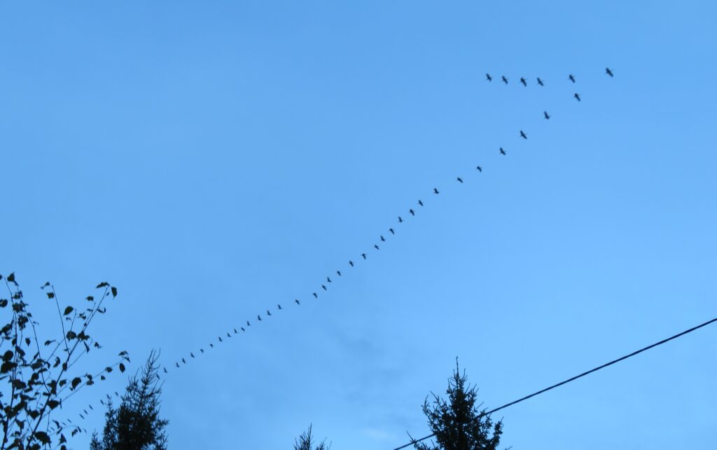 Nööri mööda ränne (migration). Soo/kurgede (common cranes) lend lõuna/maale kulges Saare/maa taevas just/kui meie elektri/liini mööda! Joon/laud (ruler) on tihti abiks joondumisel (alignment). Aga miks ränd/lindude traditsiooniline v-kujuline moodustis on nii ühe/külgseks hane/reaks veninud? Ju see oli alles soojendus ja tee/konna vältel (jooksul) saavad parvel (flock) lennu/võtted selgemaks. Et ikka kulutada võimalikult vähe energiat ehk olla energia/säästlik (efficient). Foto: Riina Kindlam