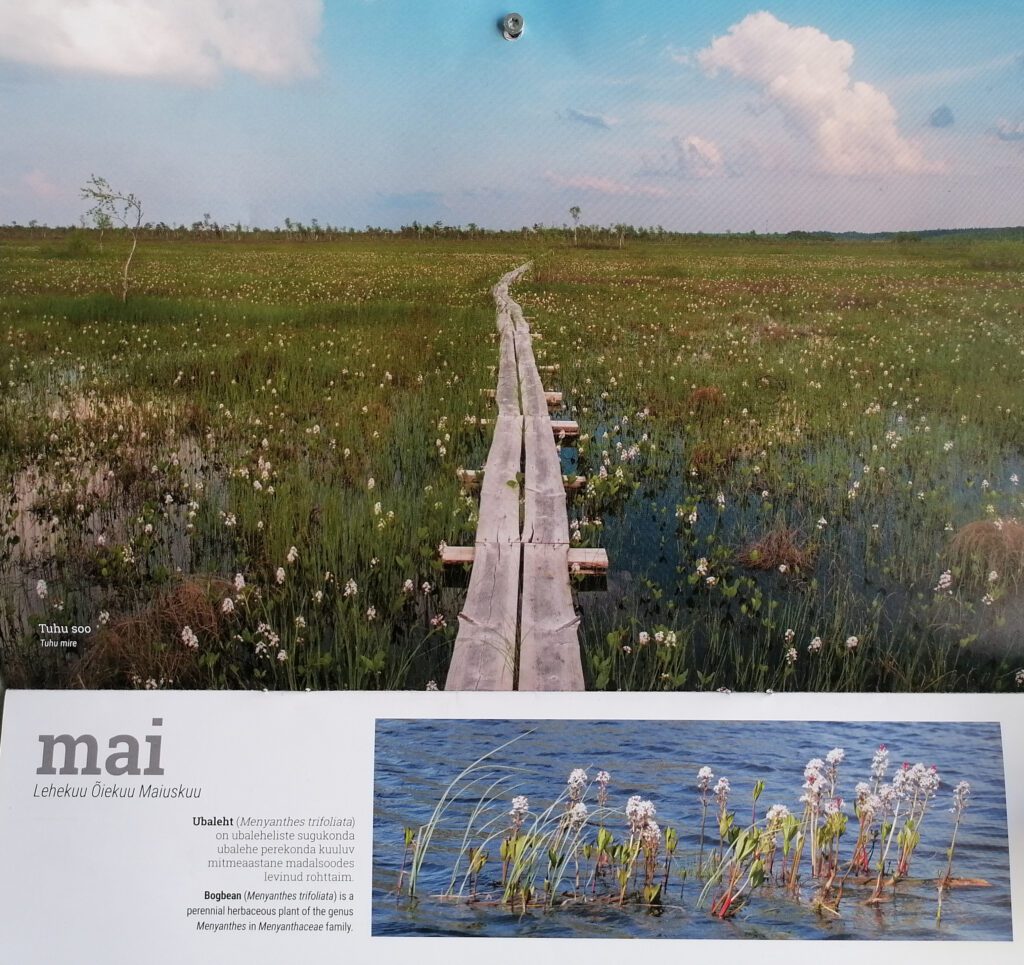 Juuresolev mai ehk lehekuu foto pärineb Eesti Geoloogiateenistuse ja OÜ Looduskiri poolt välja antud seinakalendrist ,,Looduse kalender ’23“, mille teemaks on Eesti sood. Laudtee käib antud juhul läbi TUHU SOO Pärnumaal Lääneranna vallas. ,,Tuhu soo on eriline kui suur madalsoo, ent selle servas on esindatud ka siirdesoo ja raba,“ kirjutab Vikipeedia. Peafoto all on lisaks foto ubalehest (bogbean), mitmeaastane madalsoodes levinud rohttaim. Foto: Tõnis Saadre