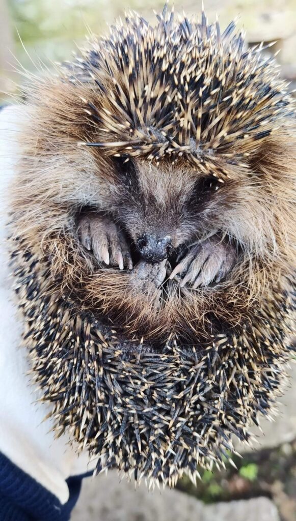 See väike SIIL (hedgehog) leiti ülemöödunud nädalal ühest keldrist Koplis Põhja-Tallinnas, kuhu ta oli ilmselt kogemata sisse kukkunud. Teda turgutati (anti jõudu) vee ja ligunenud (märjaks leotatud) kassi/krõbinatega. Loomake ,,nosis ja vudis minema“ kirjeldas keraamik ja Kopli laste/aia savi/õpetaja Aire Hint, kes oli pääste/aktsioonis osaleja. Kui siilid tunnevad end ähvardatuna (threatened) ehk varitseb mingi OHT (there is danger lurking), siis nad tõmbavad ennast nõnda KERRA ehk kera/kujuliseks nagu pildil. Kõik õrnad ja pehmed (vaenlastele maitsvad) kohad nagu nina/ots ja käpad tõmbab siil oma pehme kõhu ja naba alla. Siis ajab ta oma OKKAD (spines) seljal võimalikult TURRI (pointing up and outward). Kui kellegi kohta öeldakse, et ta on TURRIS, siis see tähendab, et see inimene on pahas tujus (bristly, bristling). Siilid on pahurad vaid siis, kui neid segatakse. Siis nad TURTSUVAD (snort, sneeze), aga ka PODISEVAD ,,pott, pott, pott“. Selle siiliga lõppes kõik hästi. Foto: Aire Hint