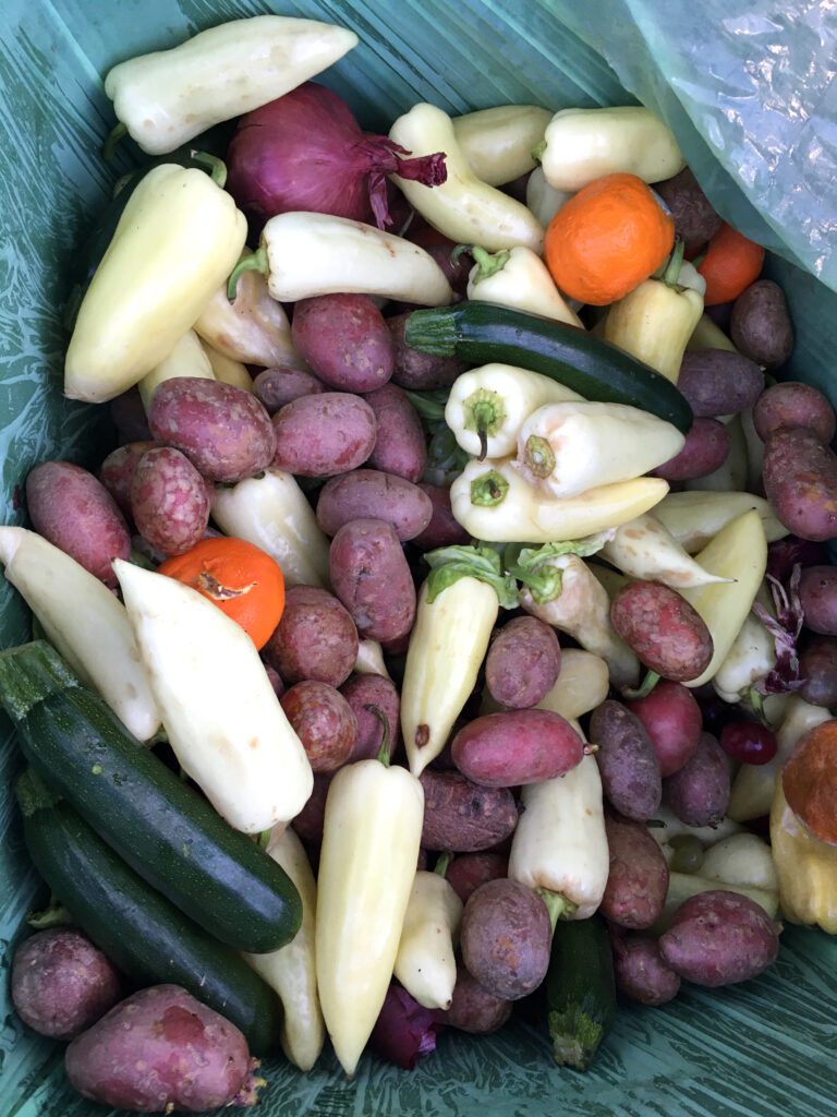 variety of vegetable saved from a garbage bin